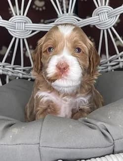 Brandy & Hudson litter