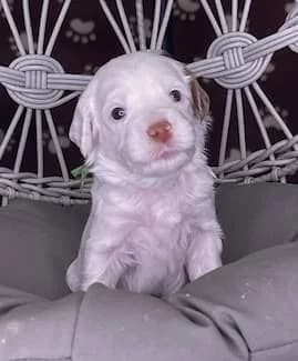Brandy & Hudson litter