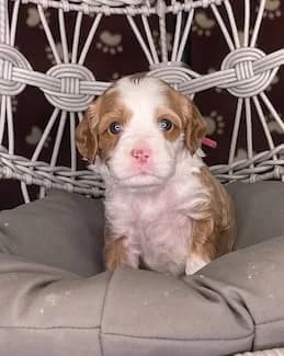 Brandy & Hudson litter
