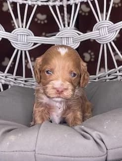 Brandy & Hudson litter