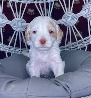 Brandy & Hudson litter
