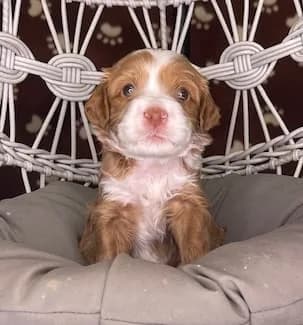 Brandy & Hudson litter