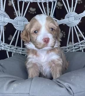 Brandy & Hudson litter