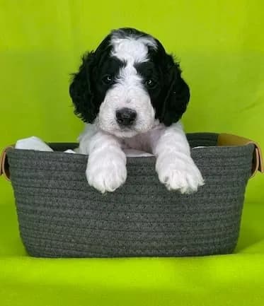Darla & Charley litter