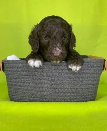 Darla & Charley litter