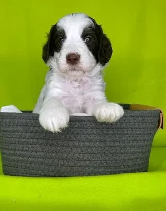 Darla & Charley litter