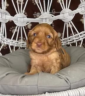 Hershey & Zeus litter