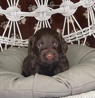 Hershey & Zeus litter