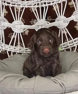 Hershey & Zeus litter