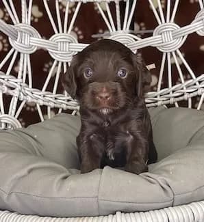 Hershey & Zeus litter