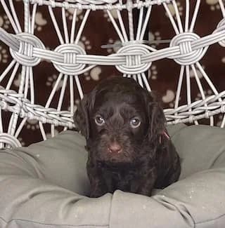 Hershey & Zeus litter