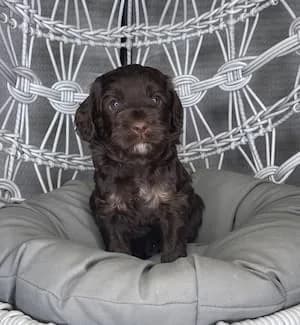 Maggie & Zues litter