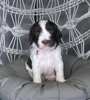 Maggie & Zues litter