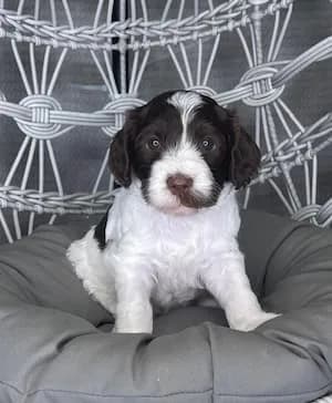 Maggie & Zues litter