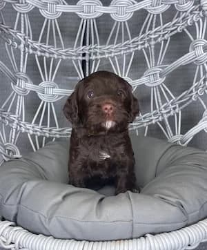 Maggie & Zues litter