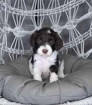 Maggie & Zues litter