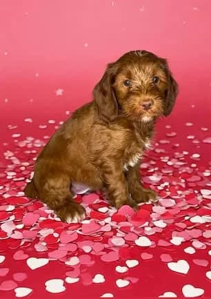 Molly & Toper litter
