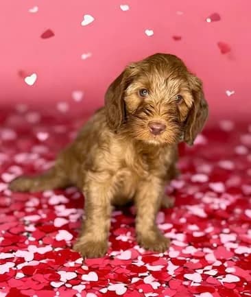Molly & Toper litter