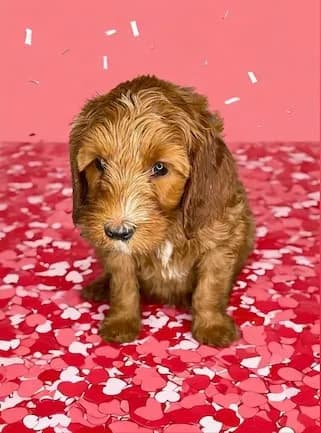 Molly & Toper litter