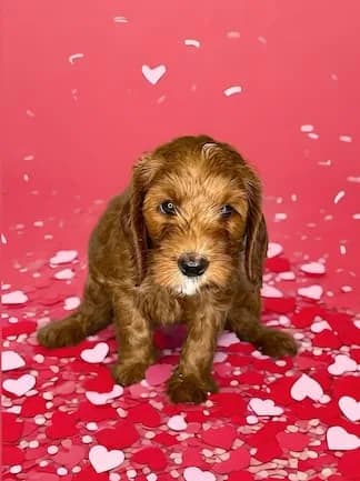 Molly & Toper litter