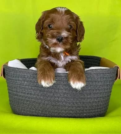 Reina & Elvis litter