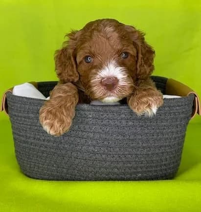 Reina & Elvis litter