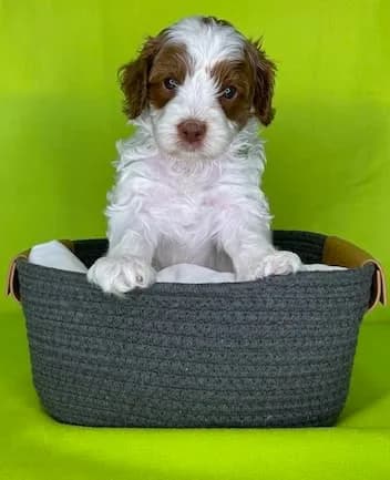 Reina & Elvis litter