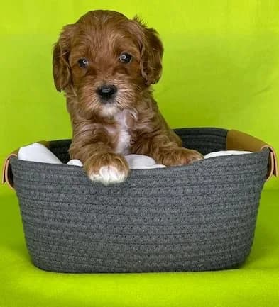 Reina & Elvis litter