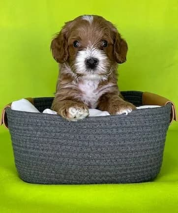 Reina & Elvis litter