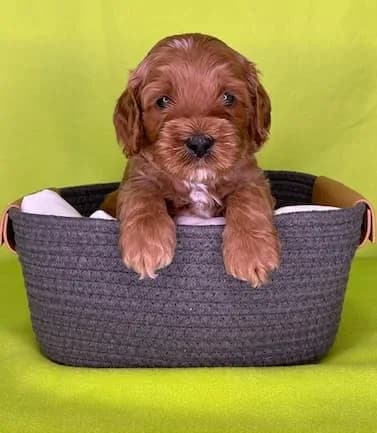 Reina & Elvis litter
