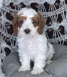 Reina & Elvis litter