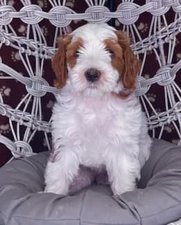 Reina & Elvis litter
