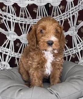 Reina & Elvis litter