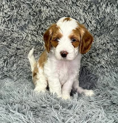 Reina & Toper litter
