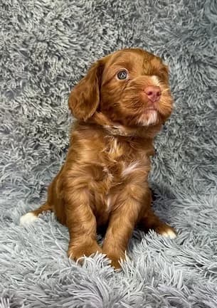 Reina & Toper litter