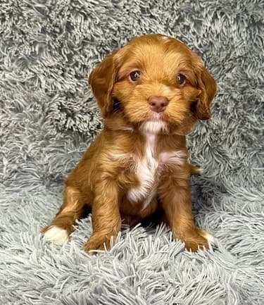 Reina & Toper litter