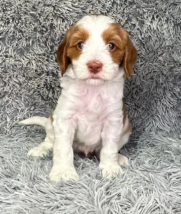 Reina & Toper litter