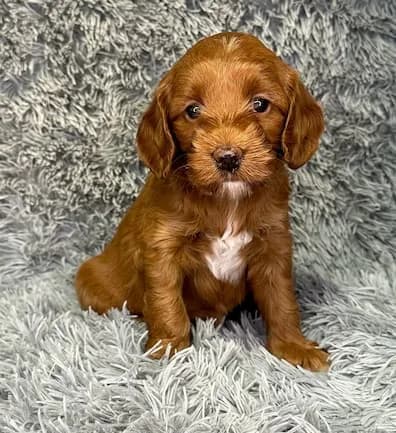 Reina & Toper litter