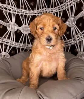 Ruby & Bailey litter