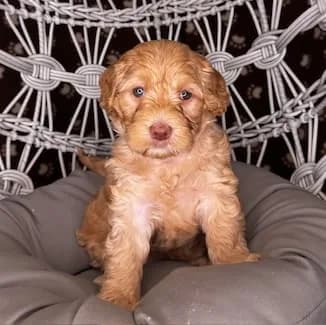 Ruby & Bailey litter