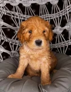 Ruby & Bailey litter