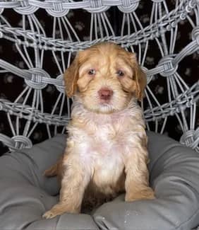 Ruby & Bailey litter