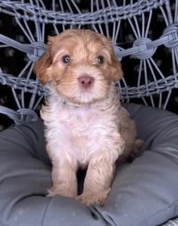 Ruby & Bailey litter