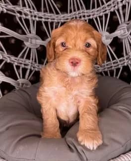 Ruby & Bailey litter