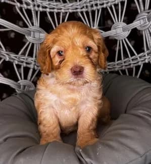 Ruby & Bailey litter