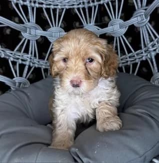 Ruby & Bailey litter