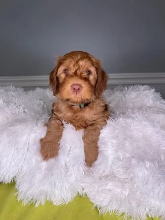Ruby & Finn litter