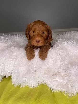 Ruby & Finn litter