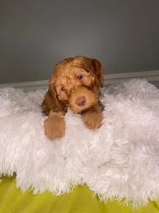 Ruby & Finn litter
