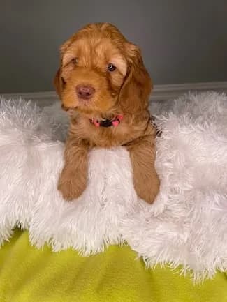 Ruby & Finn litter